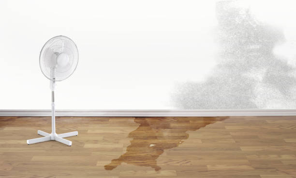 Best Carpet water damage restoration  in Orting, WA